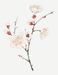 Vintage Japanese plum blossom vector art print, remix from artworks by Megata Morikaga