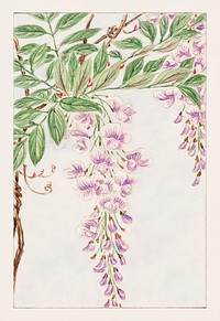 Wisteria vine with leaves and blossoms during 1870–1880 by Megata Morikaga. Original from Library of Congress. Digitally enhanced by rawpixel.