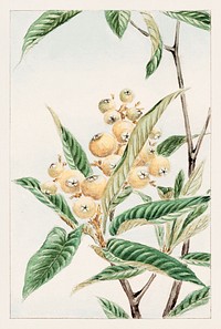 Biwa loquat during 1870–1880 by Megata Morikaga. Original from Library of Congress. Digitally enhanced by rawpixel.