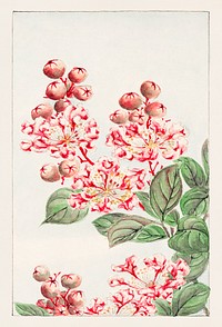 Sarusubi blossoms during 1870–1880 by Megata Morikaga. Original from Library of Congress. Digitally enhanced by rawpixel.