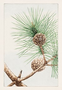 Matsu pine during 1870&ndash;1880 by <a href="https://www.rawpixel.com/search/Megata%20Morikaga?sort=curated&amp;page=1&amp;topic_group=_my_topics">Megata Morikaga</a>. Original from Library of Congress. Digitally enhanced by rawpixel.