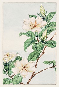 Kuchi nashi (cape jasmine) during 1870–1880 by Megata Morikaga. Original from Library of Congress. Digitally enhanced by rawpixel.