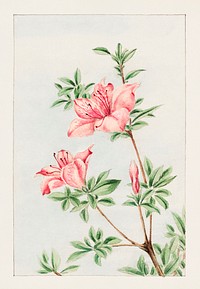 Tsutsuji rhododendron Judicum (azalea) during 1870&ndash;1880 by Megata Morikaga. Original from Library of Congress. Digitally enhanced by rawpixel.