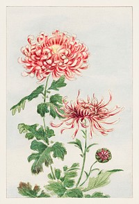 Kiku (chrysanthemum) during 1870&ndash;1880 by Megata Morikaga. Original from Library of Congress. Digitally enhanced by rawpixel.