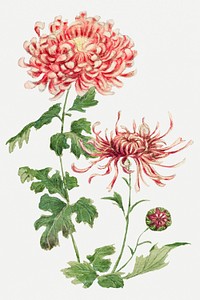 Vintage chrysanthemum flowers psd art print, remix from artworks by Megata Morikaga