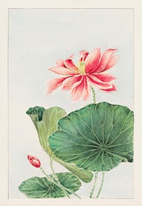Hasu (lotus) during 1870&ndash;1880 by <a href="https://www.rawpixel.com/search/Megata%20Morikaga?sort=curated&amp;page=1&amp;topic_group=_my_topics">Megata Morikaga</a>. Original from Library of Congress. Digitally enhanced by rawpixel.
