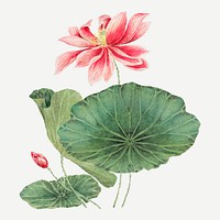 Vintage Japanese lotus vector art print, remix from artworks by Megata Morikaga