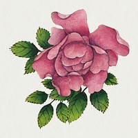 Vintage Chinese rose flower psd, remix from artworks by Zhang Ruoai