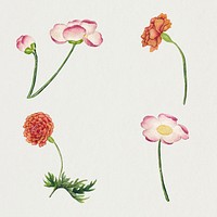 Chinese flower psd mallow and peony set, remix from artworks by Zhang Ruoai