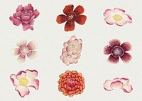 Chinese pink flower psd set, remix from artworks by Zhang Ruoai