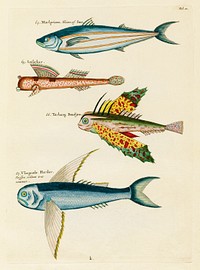 Colourful and surreal illustrations of fishes found in Moluccas (Indonesia) and the East Indies by Louis Renard (1678 -1746) from Histoire naturelle des plus rares curiositez de la mer des Indes (1754).