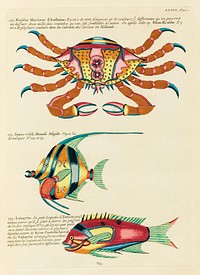Colourful and surreal illustrations of fishes and crab found in the Indian and Pacific Oceans by Louis Renard (1678 -1746) from Histoire naturelle des plus rares curiositez de la mer des Indes (1754).