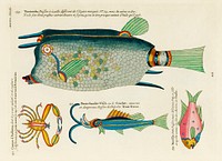 Colourful and surreal illustrations of fishes and crab found in Moluccas (Indonesia) and the East Indies by Louis Renard (1678 -1746) from Histoire naturelle des plus rares curiositez de la mer des Indes (1754).