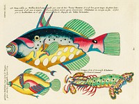 Colourful and surreal illustrations of maribe life found in Moluccas (Indonesia) and the East Indies by Louis Renard (1678 -1746) from Histoire naturelle des plus rares curiositez de la mer des Indes (1754).