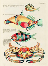 Colourful and surreal illustrations of fishes and crab found in the Indian and Pacific Oceans by Louis Renard (1678 -1746) from Histoire naturelle des plus rares curiositez de la mer des Indes (1754).