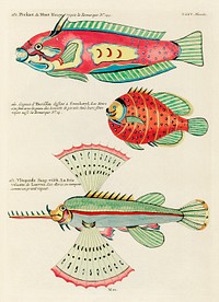 Colourful and surreal illustrations of fishes found in Moluccas (Indonesia) and the East Indies by Louis Renard (1678 -1746) from Histoire naturelle des plus rares curiositez de la mer des Indes (1754).