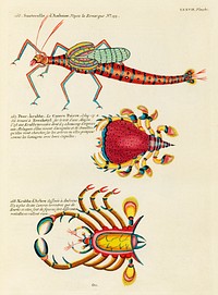 Colourful and surreal illustrations of fishes and crabs found in Moluccas (Indonesia) and the East Indies by Louis Renard (1678 -1746) from Histoire naturelle des plus rares curiositez de la mer des Indes (1754).