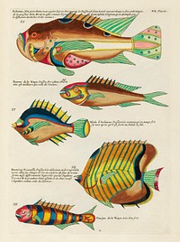 Colourful and surreal illustrations of fishes found in Moluccas (Indonesia) and the East Indies by Louis Renard (1678 -1746) from Histoire naturelle des plus rares curiositez de la mer des Indes (1754).