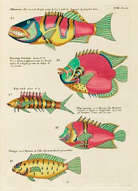 Colourful and surreal illustrations of fishes found in Moluccas (Indonesia) and the East Indies by Louis Renard (1678 -1746) from Histoire naturelle des plus rares curiositez de la mer des Indes (1754).