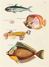 Colourful and surreal illustrations of fishes and lobster found in Moluccas (Indonesia) and the East Indies by Louis Renard (1678 -1746) from Histoire naturelle des plus rares curiositez de la mer des Indes (1754).