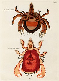 Colourful and surreal illustrations of crabs found in Moluccas (Indonesia) and the East Indies by Louis Renard (1678 -1746) from Histoire naturelle des plus rares curiositez de la mer des Indes (1754).