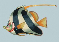 Vintage Illustration of Colorful and fishes.