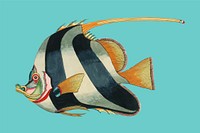 Colorful and surreal illustrations of fishes found in Moluccas (Indonesia) and the East Indies by <a href="https://www.rawpixel.com/search/Louis%20Renard?sort=curated&amp;page=1">Louis Renard</a> (1678 -1746) from Histoire naturelle des plus rares curiositez de la mer des Indes (1754). Digitally enhanced by rawpixel.