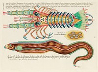 Colourful and surreal illustrations of fish and lobster found in Moluccas (Indonesia) and the East Indies by Louis Renard (1678 -1746) from Histoire naturelle des plus rares curiositez de la mer des Indes (1754).