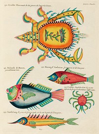 Colourful and surreal illustrations of fishes and crabs found in the Indian and Pacific Oceans by Louis Renard (1678 -1746) from Histoire naturelle des plus rares curiositez de la mer des Indes (1754).