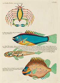 Colourful and surreal illustrations of fishes and crab found in Moluccas (Indonesia) and the East Indies by Louis Renard (1678 -1746) from Histoire naturelle des plus rares curiositez de la mer des Indes (1754).