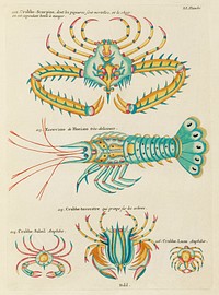 Colourful and surreal illustrations of fishes and&nbsp; found in the Indian and Pacific Oceans by Louis Renard (1678 -1746) from Histoire naturelle des plus rares curiositez de la mer des Indes (1754).