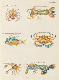 Colourful and surreal illustrations of crabs and lobster found in Moluccas (Indonesia) and the East Indies by Louis Renard (1678 -1746) from Histoire naturelle des plus rares curiositez de la mer des Indes (1754).