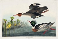 Red-breasted Merganser from Birds of America (1827) by John James Audubon (1785 - 1851), etched by Robert Havell (1793 - 1878). Original from third party source. Digitally enhanced by rawpixel.