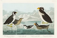 Black-throated Guillemot, Nobbed-billed Auk, Curled-crested Auk and Horned-billed Guillemot from Birds of America (1827) by John James Audubon (1785 - 1851), etched by Robert Havell (1793 - 1878). Original from third party source. Digitally enhanced by rawpixel.