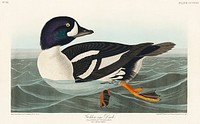 Golden-eye Duck from Birds of America (1827) by John James Audubon (1785 - 1851), etched by Robert Havell (1793 - 1878). Original from third party source. Digitally enhanced by rawpixel.