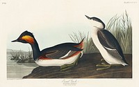Eared Grebe from Birds of America (1827) by John James Audubon (1785 - 1851), etched by Robert Havell (1793 - 1878). Original from third party source. Digitally enhanced by rawpixel.