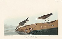 Semipalmated Sandpiper from Birds of America (1827) by John James Audubon (1785 - 1851), etched by Robert Havell (1793 - 1878). Original from third party source. Digitally enhanced by rawpixel.