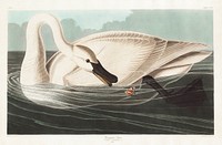 Trumpeter Swan from Birds of America (1827) by John James Audubon (1785 - 1851 ), etched by Robert Havell (1793 - 1878). Original from third party source. Digitally enhanced by rawpixel.