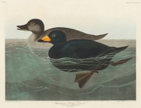 American Scoter Duck from Birds of America (1827) by John James Audubon (1785 - 1851 ), etched by Robert Havell (1793 - 1878). Original from third party source. Digitally enhanced by rawpixel.