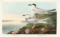 Havell&#39;s Tern and Trudeau&#39;s Tern from Birds of America (1827) by John James Audubon (1785 - 1851), etched by Robert Havell (1793 - 1878). Original from third party source. Digitally enhanced by rawpixel.