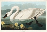 Common American Swan from Birds of America (1827) by John James Audubon (1785 - 1851), etched by Robert Havell (1793 - 1878). Original from third party source. Digitally enhanced by rawpixel.