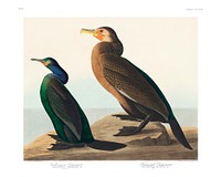Violet-green Cormorant and Townsend&#39;s Cormorant vintage illustration wall art print and poster design. Original from Birds of America by John James Audubon, digitally enhanced by rawpixel.