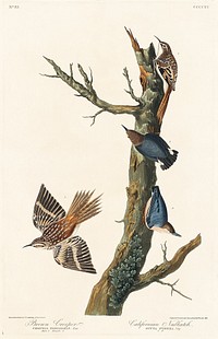 Brown Creeper and Californian Nuthatch from Birds of America (1827) by John James Audubon (1785 - 1851), etched by Robert Havell (1793 - 1878). Original from third party source. Digitally enhanced by rawpixel.