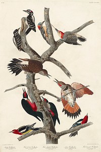 Hairy Woodpecker, Red-bellied Woodpecker, Red-shafted Woodpecker, Lewis' Woodpecker and Red-breasted Woodpecker from Birds of America (1827) by John James Audubon (1785 - 1851), etched by Robert Havell (1793 - 1878). Original from third party source. Digitally enhanced by rawpixel.