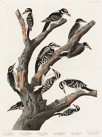 Maria&#39;s Woodpecker from Birds of America (1827) by John James Audubon (1785 - 1851 ), etched by Robert Havell (1793 - 1878). Original from third party source. Digitally enhanced by rawpixel.
