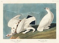 American Ptarmigan and White-tailed Grous from Birds of America (1827) by John James Audubon (1785 - 1851), etched by Robert Havell (1793 - 1878). Original from third party source. Digitally enhanced by rawpixel.