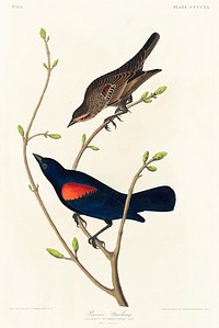 Prairie Starling from Birds of America (1827) by John James Audubon (1785 - 1851), etched by Robert Havell (1793 - 1878). Original from third party source. Digitally enhanced by rawpixel.