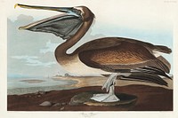 Brown Pelican from Birds of America (1827) by John James Audubon (1785 - 1851), etched by Robert Havell (1793 - 1878). Original from third party source. Digitally enhanced by rawpixel.