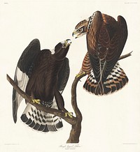 Rough-legged Falcon from Birds of America (1827) by John James Audubon (1785 - 1851), etched by Robert Havell (1793 - 1878). Original from third party source. Digitally enhanced by rawpixel.