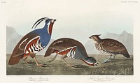 Plumed Partridge and Thick-legged Partridge from Birds of America (1827) by John James Audubon (1785 - 1851 ), etched by Robert Havell (1793 - 1878). Original from third party source. Digitally enhanced by rawpixel.